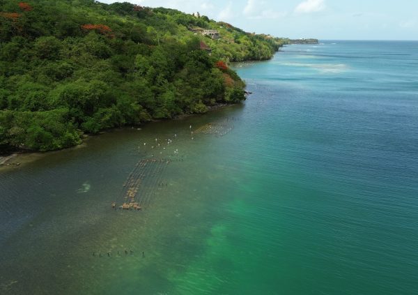 Grenada /Fort Jeudy Point: Seaweed farms are established along protected headlands where gentle water flow and natural shelter from swells create ideal growing conditions.