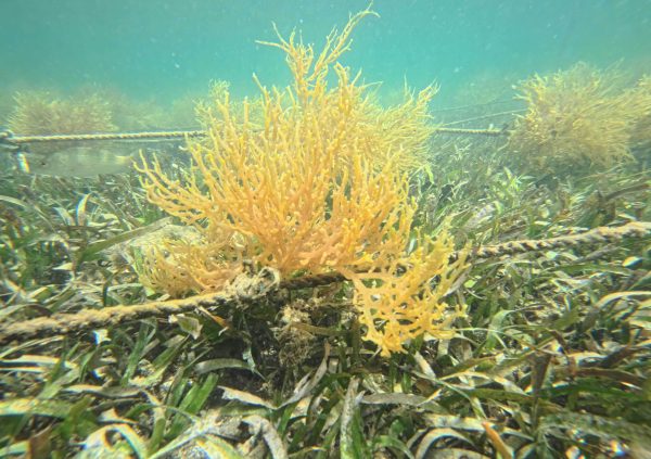 St Vincente: Fixed off-bottom lines installed over sandy substrate with dense seagrass.