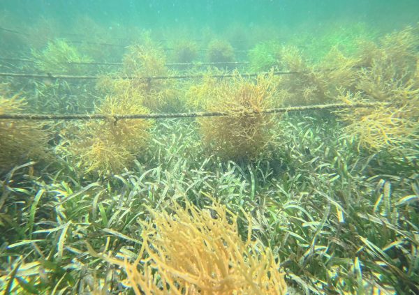St Vincente: Fixed off-bottom lines installed over sandy substrate with seagrass meadows.
