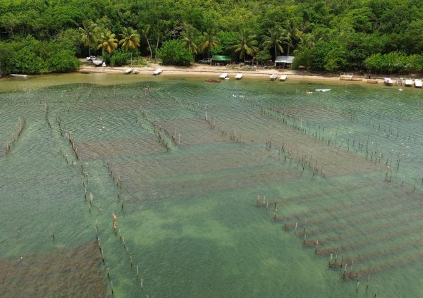 St Lucia: Fixed off-bottom method in shallow, sheltered bay.