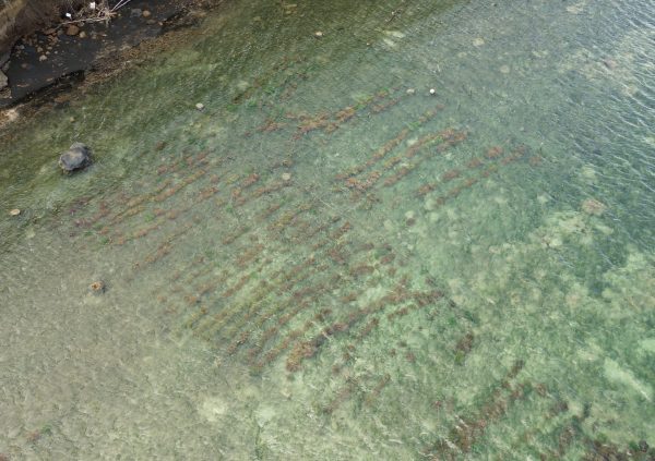 Grenada: Dense fixed off-bottom plots in clear, nearshore waters.