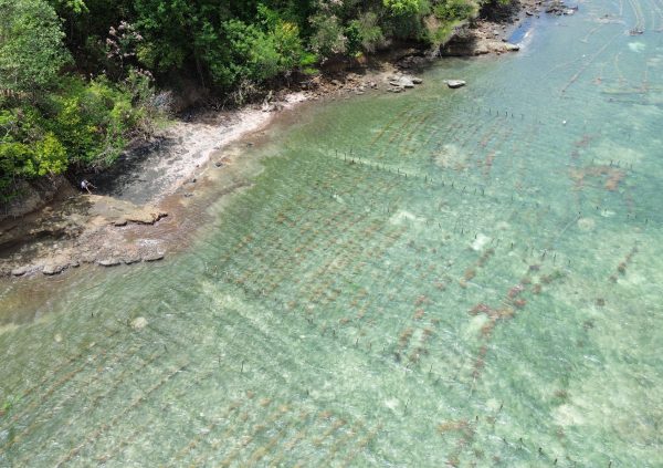 Grenada: Extensive fixed off-bottom seaweed farms along protected coastline.
