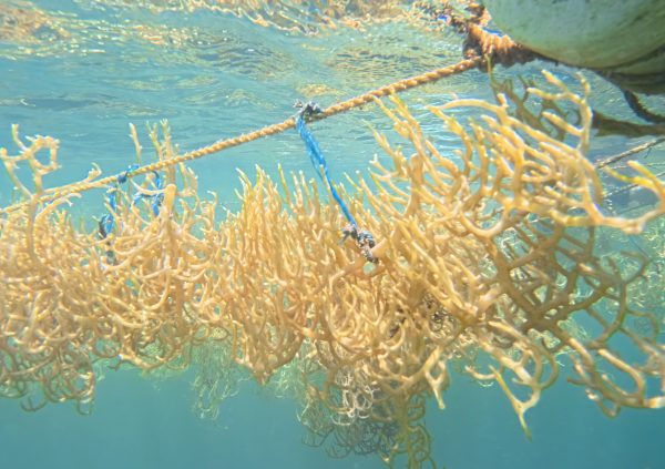 St Vincent: Brightly coloured ropes help farmers identify lines and sections during maintenance.