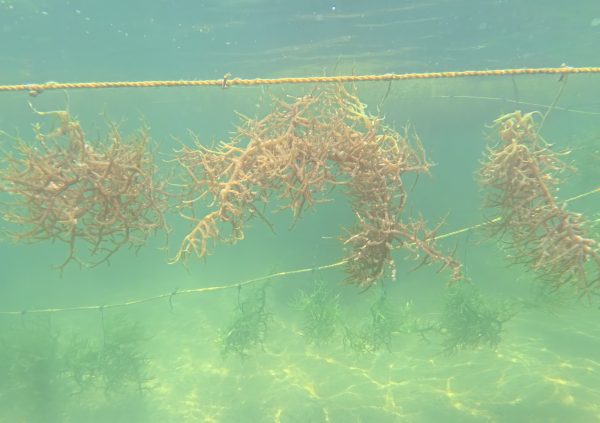 St Vincent: Primary and secondary ropes are made of twisted polypropylene, chosen for strength and resistance to seawater.