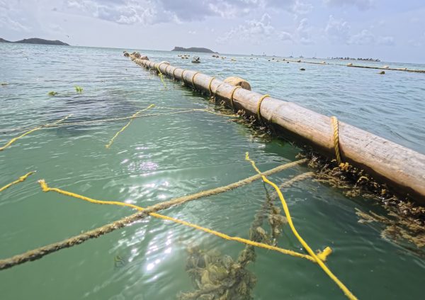 Grenada: Bamboo poles used as long central floaters distribute tension evenly across the culture lines.