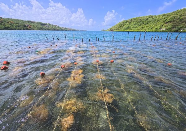 Grenada: Fixed off-bottom plots use evenly spaced floaters to maintain consistent line height during tidal changes.
