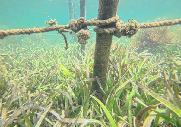 Grenada: Wooden stakes tied with synthetic ropes form a simple but reliable anchoring point for fixed off-bottom lines.