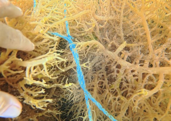 Grenada: Tie points are secured with small loops or knots to hold seedlings firmly without causing damage.