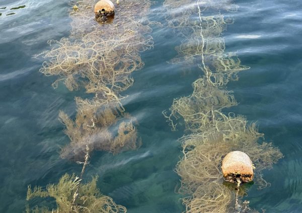 St Vincent: Spherical buoys offer durable flotation and are used where stronger currents require greater stability.