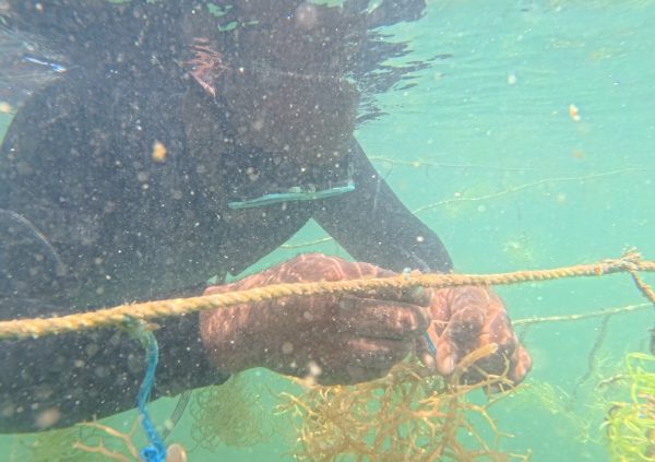 St Vincente: Underwater seeding attaching seaweed fragments to floating lines.