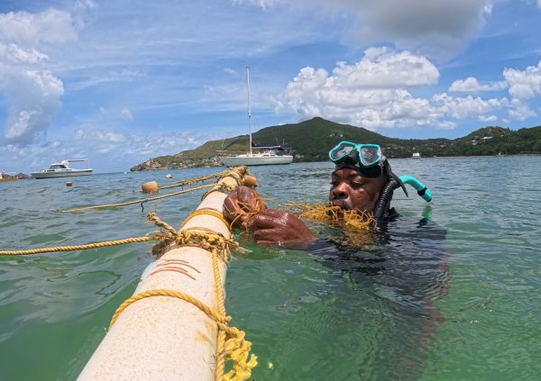 St Vincente: Seeding at sea using the slipknot method, where seaweed cuttings are tied directly onto the culture line.