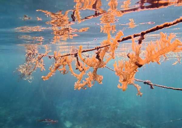 St Vincente: Farmer securing new seaweed seedlings to lines underwater