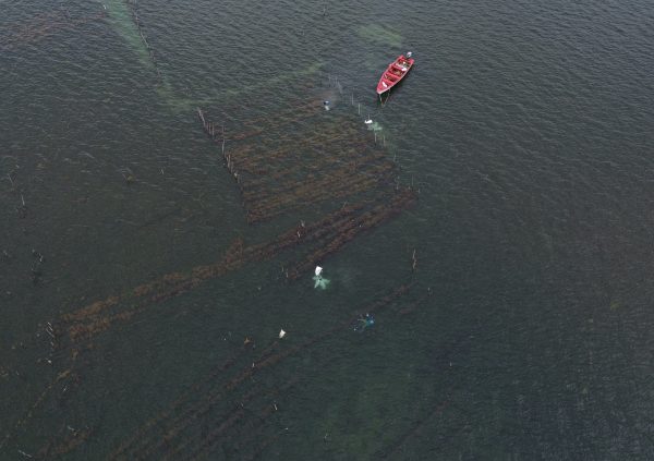 St Lucia: Farmers conduct routine maintenance at sea, inspecting line alignment and biomass condition from above to ensure even growth across the plots.