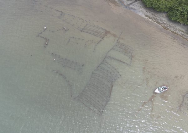 Grenada: Farmers visit their lines at least twice per week to check and adjust the culture ropes, ensuring proper spacing and healthy growth throughout the production cycle.
