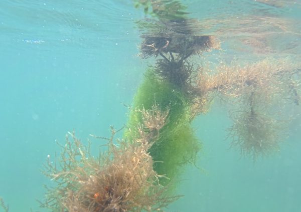 St Vincente: Filamentous algae overgrowing on culture lines during the rainy season, a common challenge across Caribbean seaweed farms.