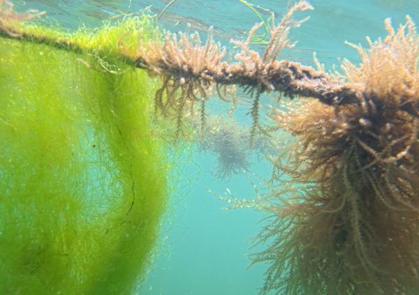 St Vincente: Filamentous algae overgrowing on culture lines.