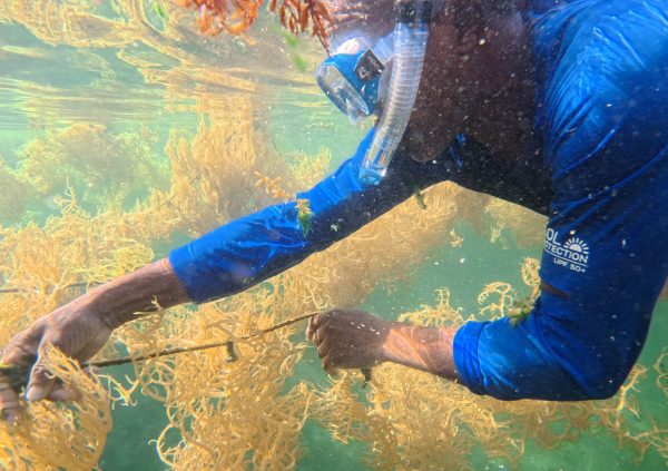 St Vincente: Underwater cleaning of entangled sargassum and algae, carried out manually to prevent “melting” of the crop during the rainy season.