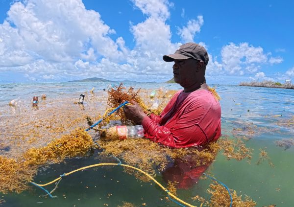 St Vincente: Farmer removing Sargassum and debris entangled around culture lines to prevent melting and degradation of the seaweed.