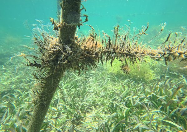 St Vincente: Culture ropes showing mixed fouling by filamentous algae and epiphytes, which compete with eucheumatoids for light and nutrients.
