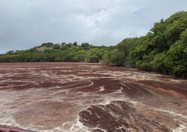 St Lucia: Massive Sargassum accumulation along Caribbean beaches can severely affect nearby seaweed farms during the rainy season.