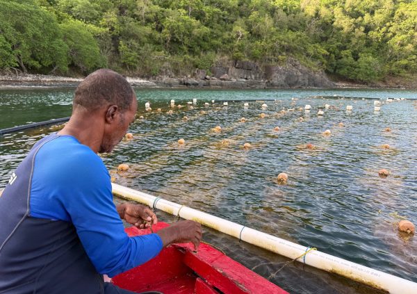 St Vincente: Farmer performs visual inspection from a boat to assess growth, line tension, and overall condition of the floating farm grid.