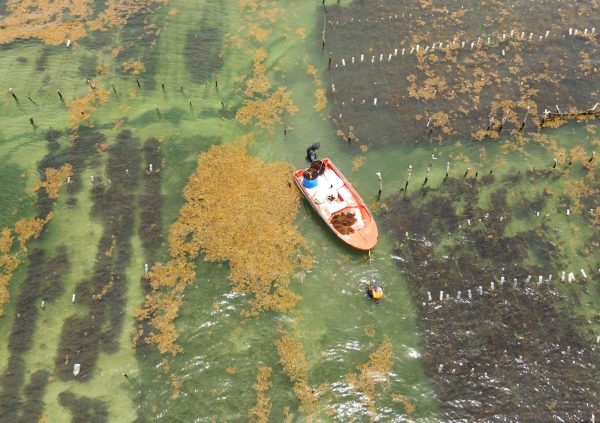 St Lucia: Farmers gathering harvested seaweed and loading it onto a small boat while clearing sargassum drifting across the fixed off-bottom plots.