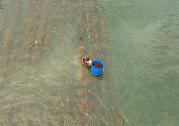 St Lucia: Partial harvesting of mature eucheumatoids, with farmers collecting individual plants into floating containers for transport to shore.