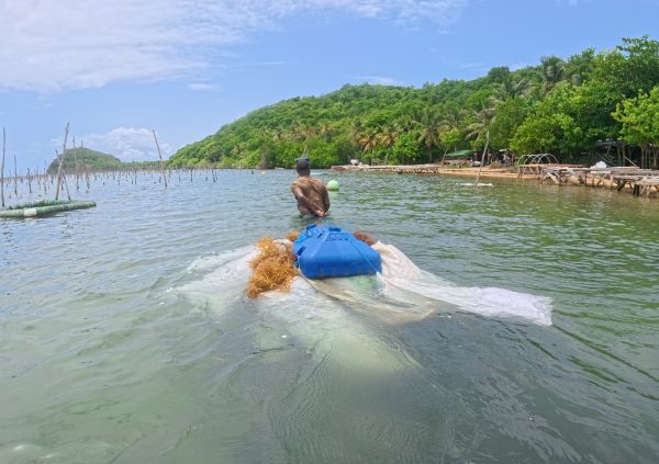 St Vincente: Farmer swimming back to shore pulling harvested seaweed in a floating sack supported by a plastic container.