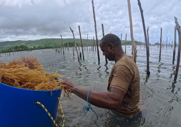 St Lucia: Using floating containers to move freshly harvested seaweed from farm plots to shore.