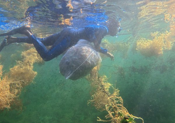 St Vincente: Diver collecting and transporting harvested seaweed in mesh sacks through the underwater farm rows.