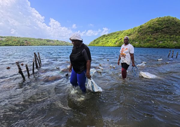 Grenada: Transporting harvested seaweed in net sacks through shallow water.