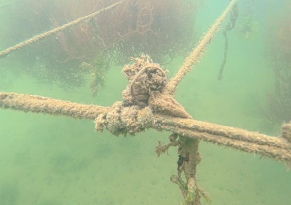 St Lucia: Culture lines remain submerged through multiple production cycles.