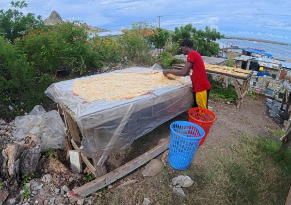 St Vincente: Freshly bleached seaweed spread evenly over raised beds and covered with plastic sheeting to protect from unexpected rain.