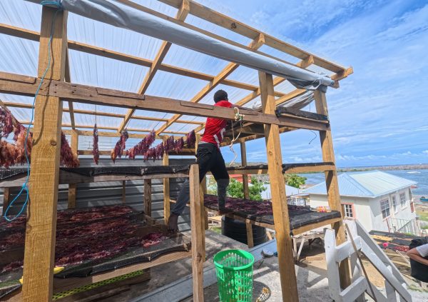 St Vincente: Drying facility operated by local farmers’ association, combining hanging and laying methods to increase capacity.