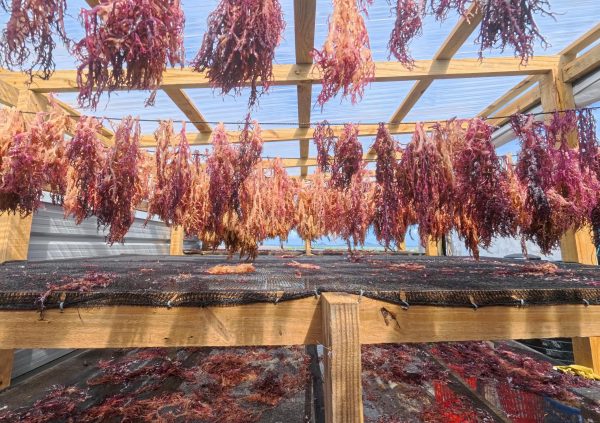 St Vincente: Multi-level drying racks built with wood and mesh allow improved airflow and protection from rain during the drying process.