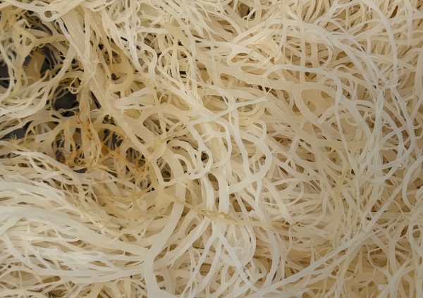 St Lucia: Blanched seaweed laid out for natural sun-drying