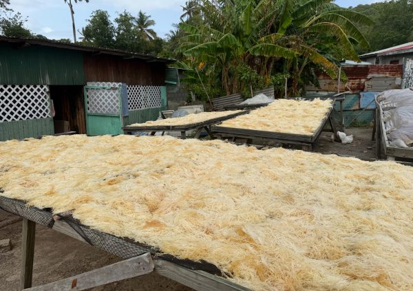 St Lucia: Bleached gold seaweed drying on elevated racks in a backyard area to enhance color and texture.