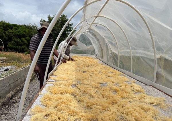 St Lucia: Farmers spread bleached gold seaweed on raised drying tables under plastic covers to protect it from rain and ensure even drying.