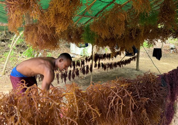 St Lucia: Farmer hanging freshly harvested purple, green, and gold seaweed under a shaded structure to dry while preserving colour and texture.