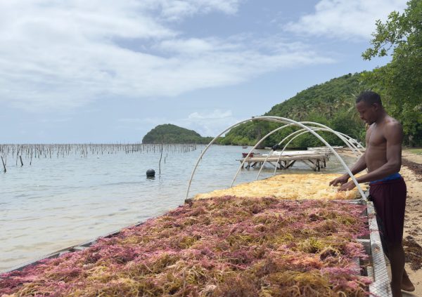 St Lucia: Laying gold and purple seaweed to dry on raised mesh platforms near the shoreline in St. Lucia.