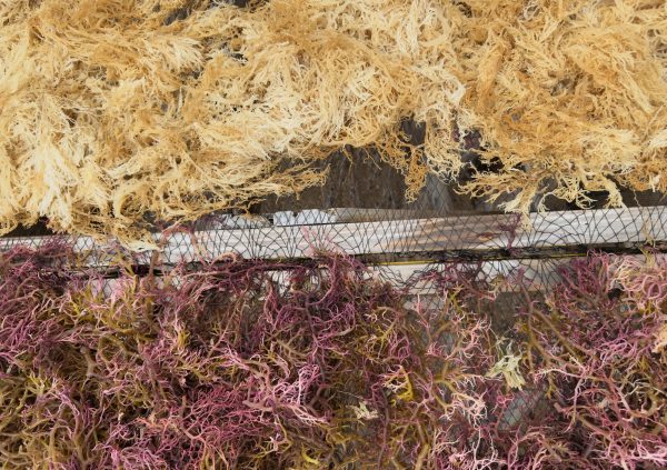St Lucia: Blanched and purple seaweed, sorted for quality and market needs
