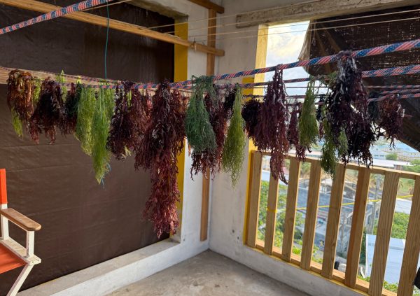 St Vincente: Hanging lines used indoors to dry small batches of purple and green seaweed, preventing ground contact and contamination.