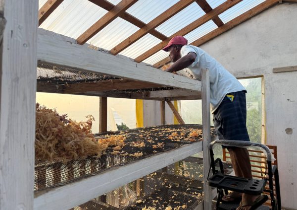 St Vincente: Farmer arranging bleached gold seaweed on elevated mesh racks inside a covered drying house to ensure uniform drying.