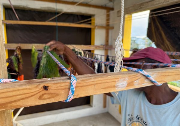 St Vincente: Farmer arranging freshly rinsed seaweed by color on drying ropes inside a ventilated structure for even drying.