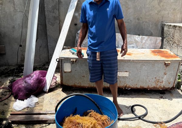 St Vincente: Rinsing harvested seaweed with freshwater in a plastic drum to remove salt and impurities.