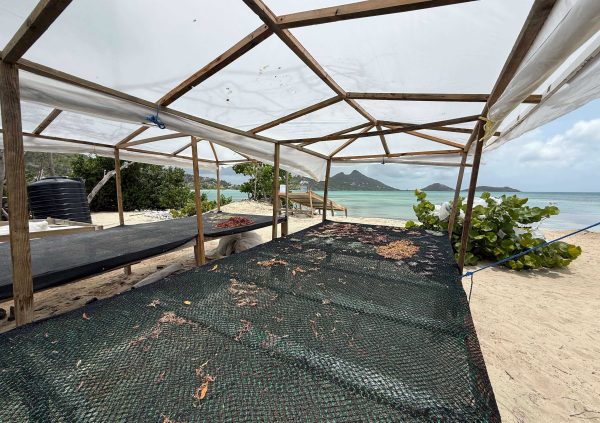 Grenada: Community drying platforms built along the beach, allowing farmers to dry purple and gold seaweed close to the sea.