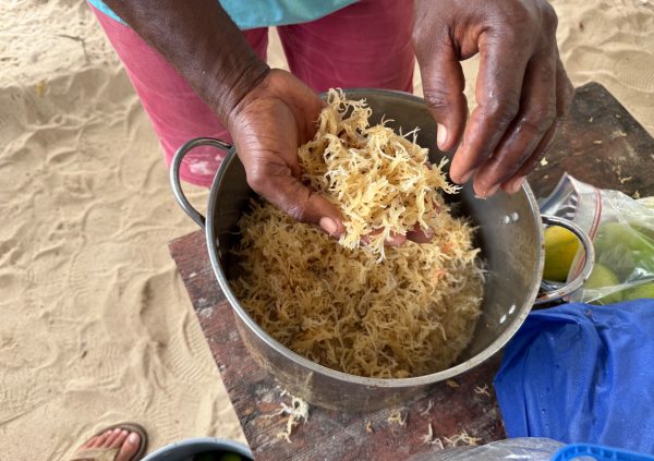 Grenada: Freshly harvested seaweed being rinsed and cleaned  before making a seamoss drink.