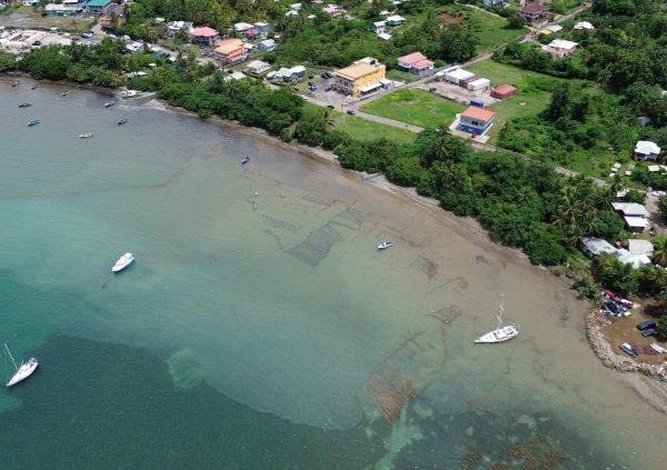 Grenada: For many coastal families, seaweed cultivation remains a vital part of island life and identity.