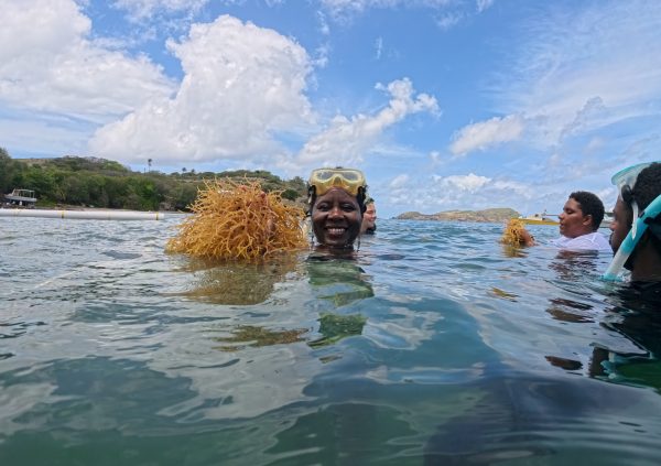 St Vincente: Farmers harvesting seaweed together in clear shallow waters.