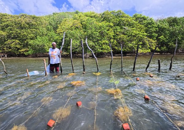 Grenada: A farmer in the shallows tending culture lines near mangroves.